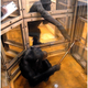 Illustration for article titled Chimpanzees Are Altruistic - But Only If You Ask Nicely